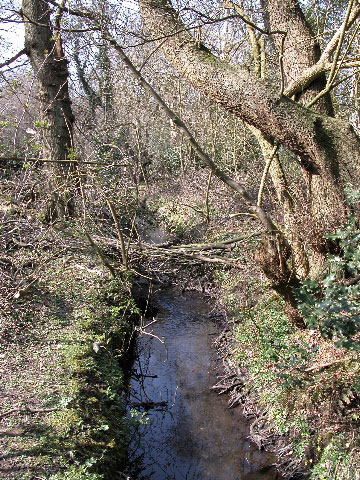 The Brook