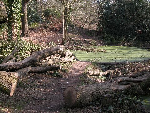 Smaug the Dragon and the slimy pond…